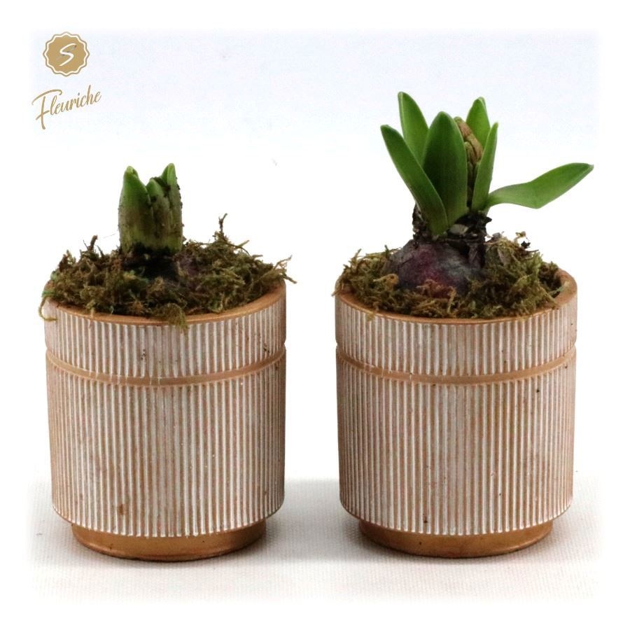 (1618) Hyacint Golden Pot [M] 1PP Mos, D 9