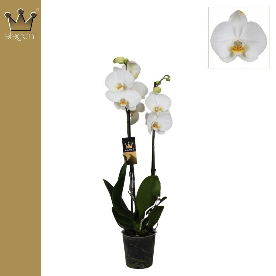 Phalaenopsis 2 tak wit 14+ bloem, D 12