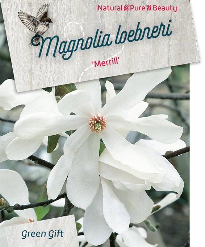 Magnolia loebneri 'Merrill', D 23