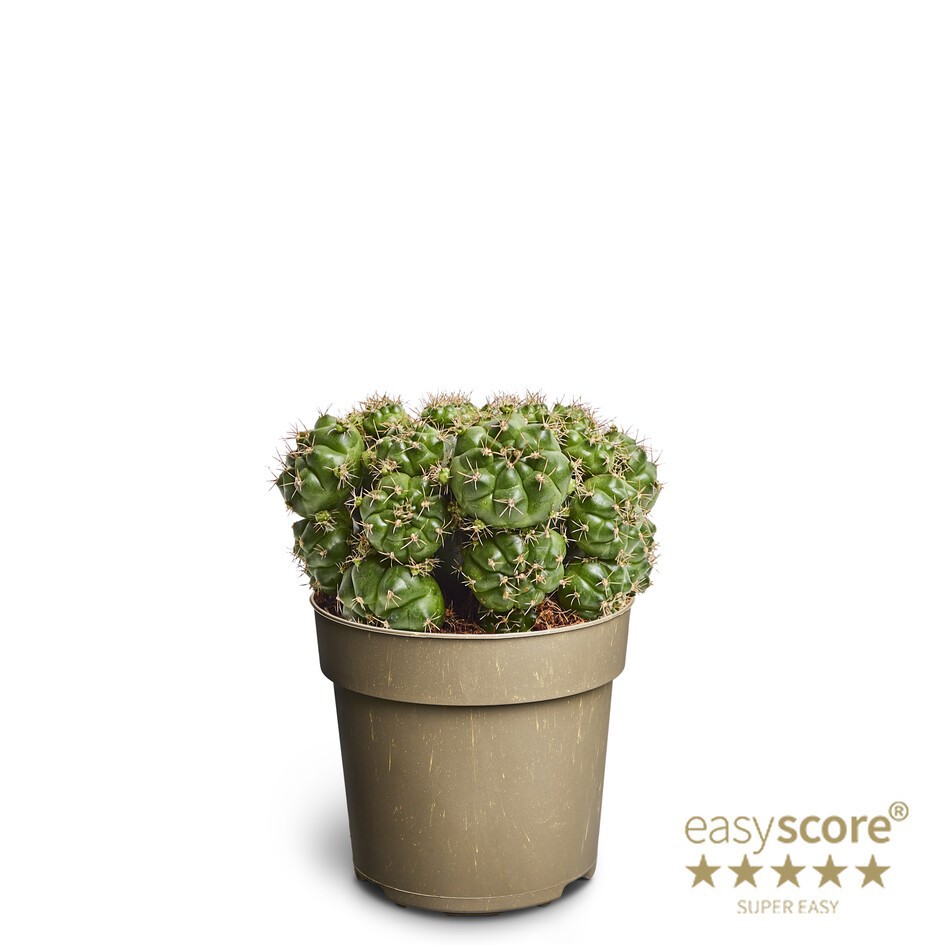 GYMNOCALYCIUM MIHANOVICHI, D 11