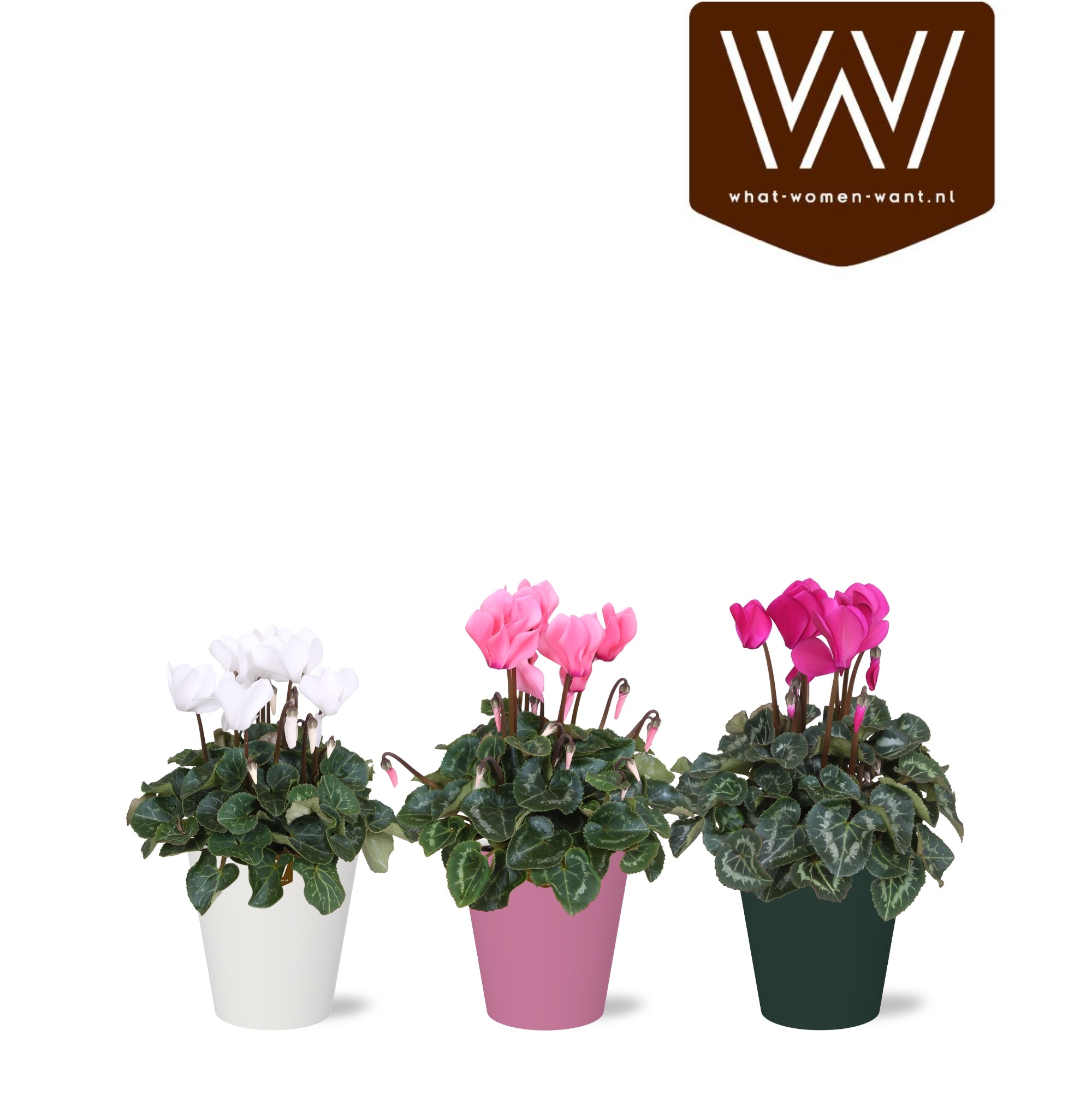 Collectie 'Sympathetic Moods' Cyclamen in Smartcup Uni, D 12