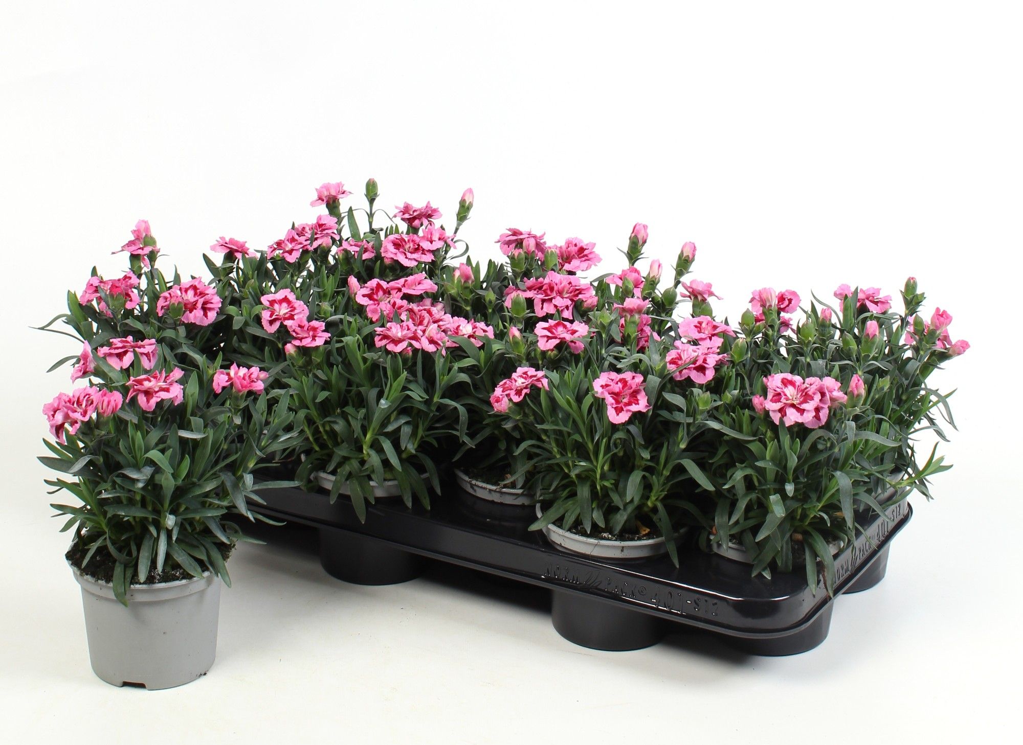 Dianthus Oscar Pink & Purple, D 10,5