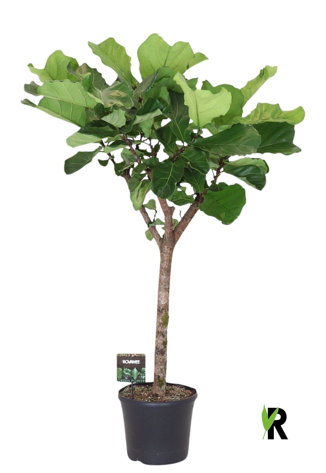 Ficus Lyrata op stam, D 40