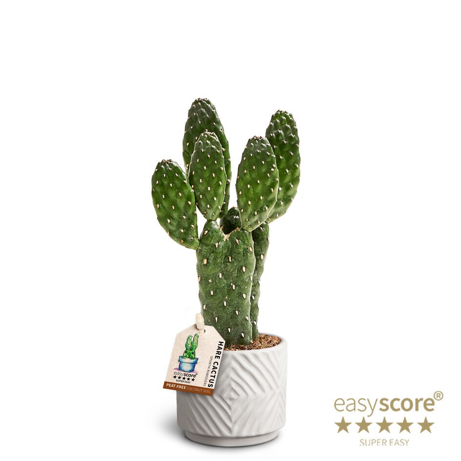 OPUNTIA RUBESCENS 40665025 Dune, D 7