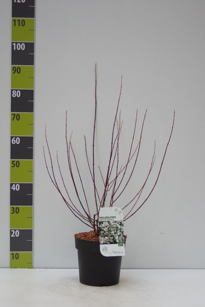 Philadelphus 'Belle Etoile' C 4,6, D 23