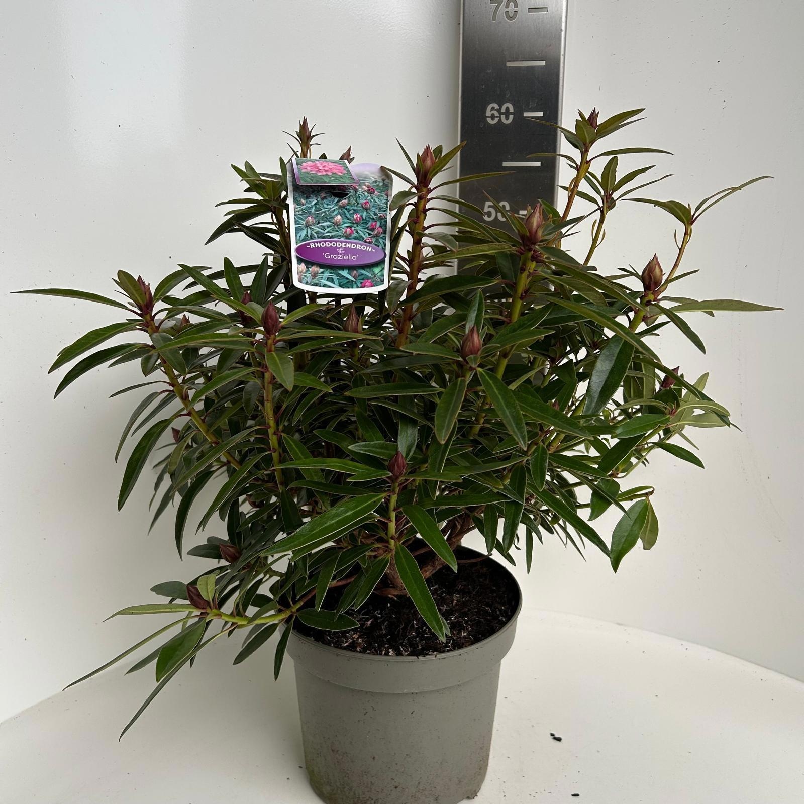 Rhododendron ponticum 'Graziella', D 23
