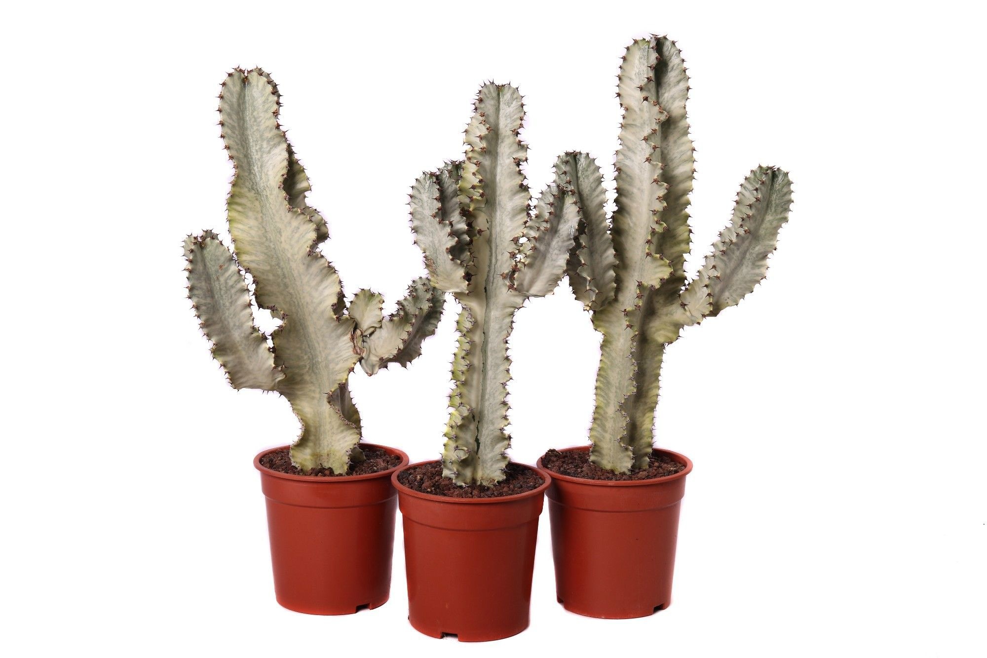 Euphorbia ingens marmorata 21 cm, D 21