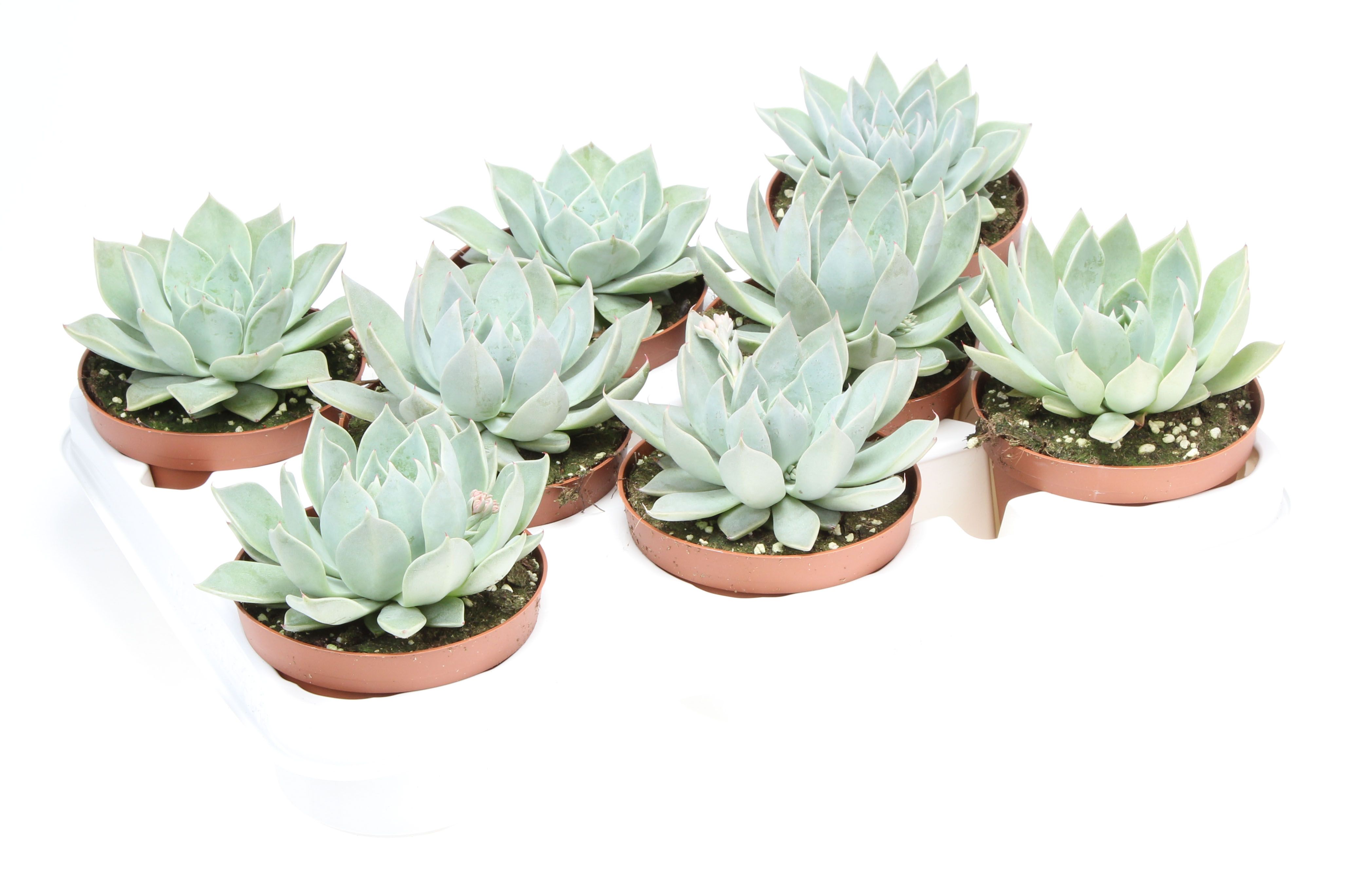 Echeveria ziva, D 10,5