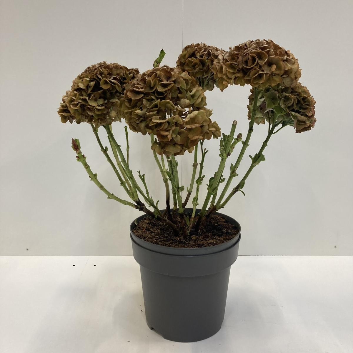 Hydrangea m. 'Bela', blauw, D 32