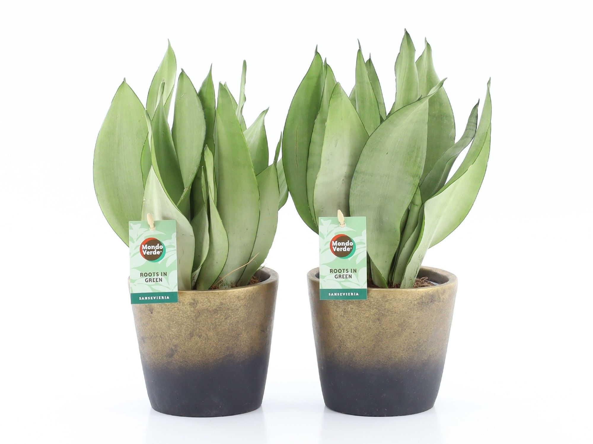 Sanseviera Moonshine in Lunar keramiek, D 13