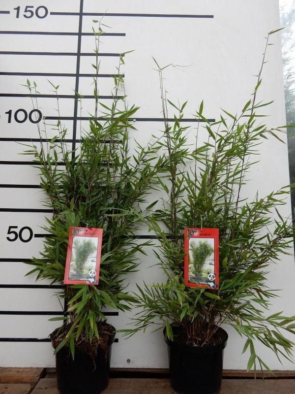 Fargesia 'Winter Joy', D 23