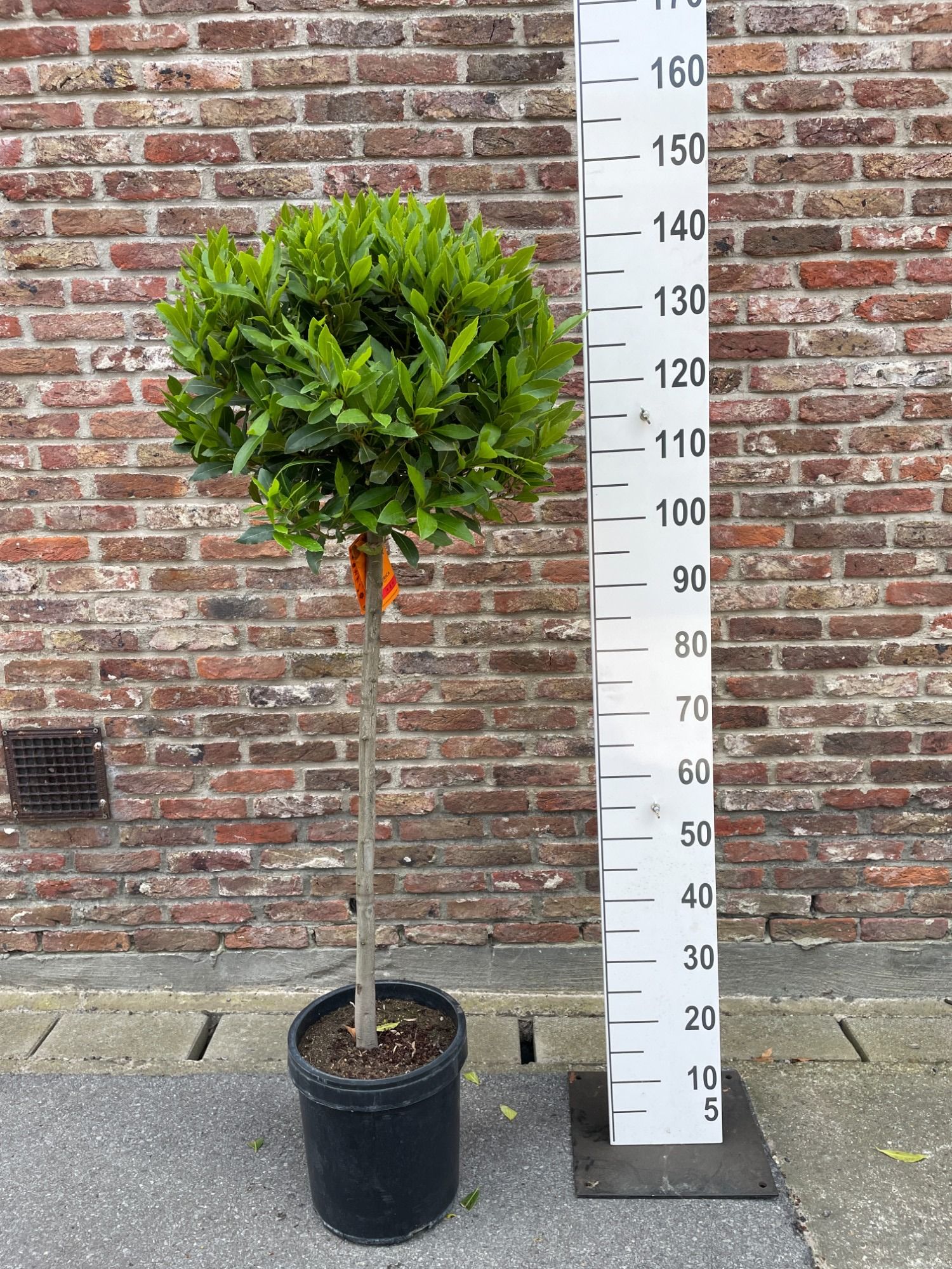 LAURUS NOBILIS BOL 3/4 ST 50/55 P 25, D 25