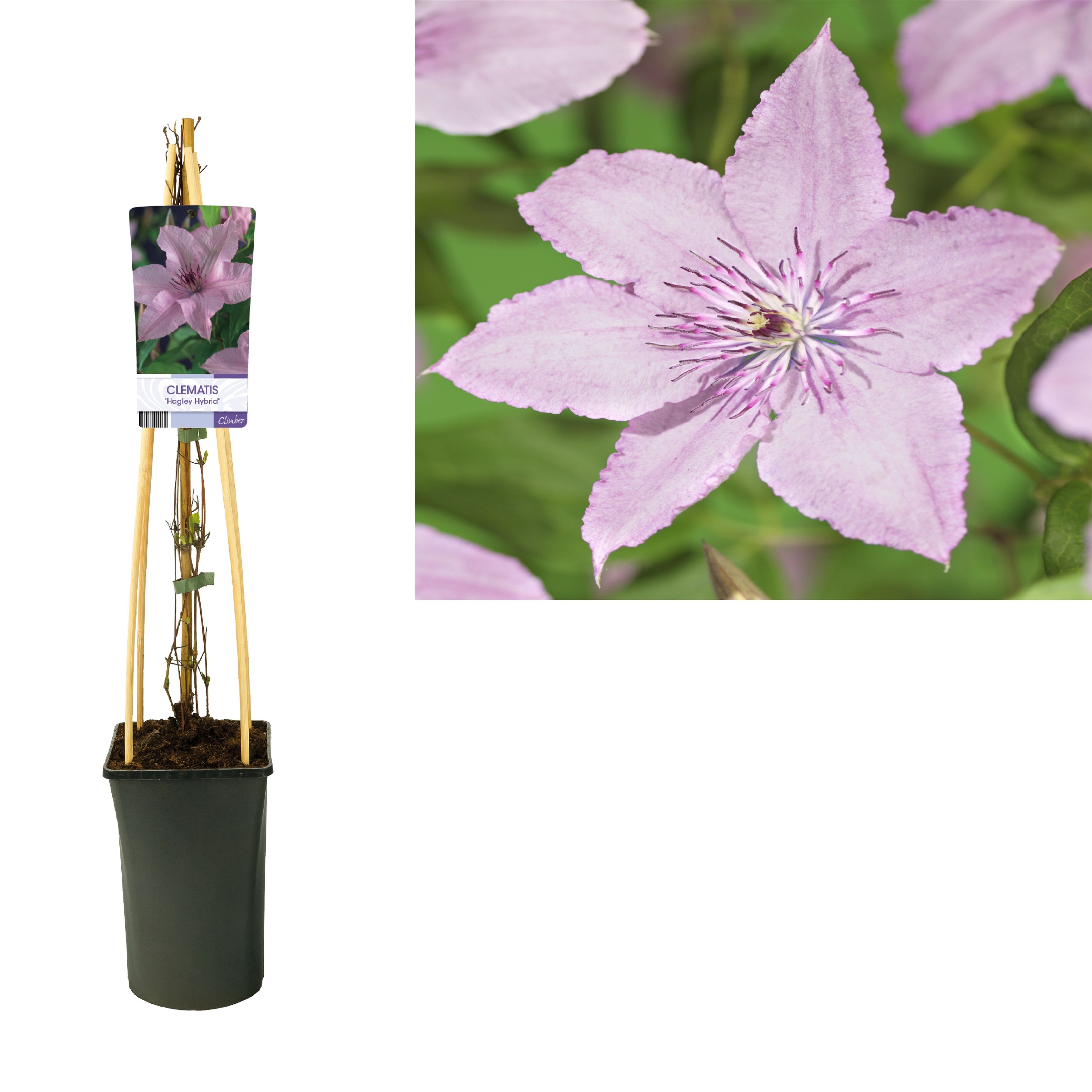 Clematis 'Hagley Hybrid' +light label, D 17