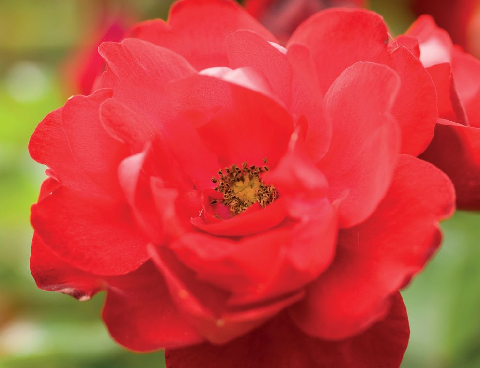 Rosa 'Lolypop Queen' +light label, D 11