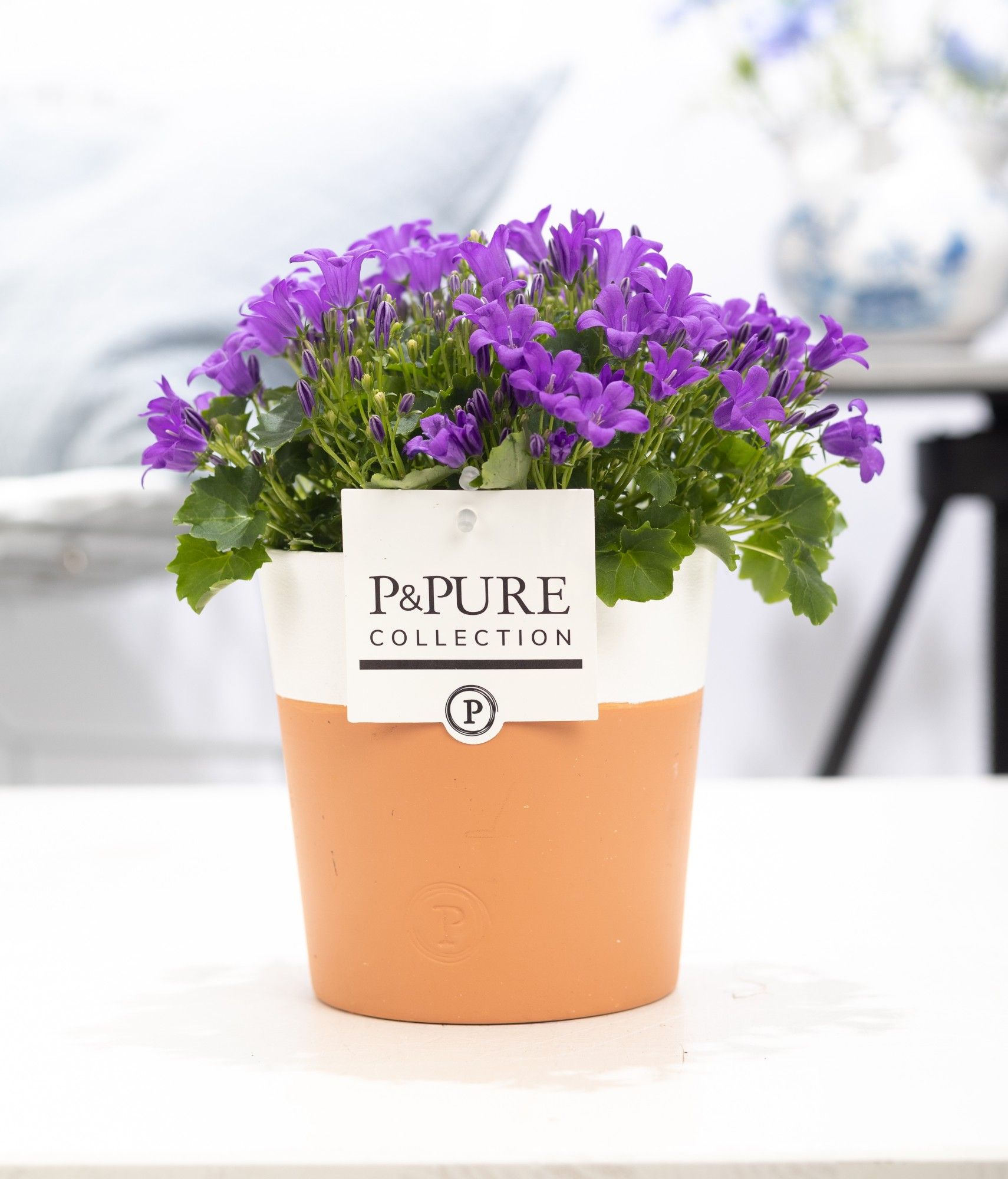 Campanula Porto LL Pure Terra Cotta, D 13