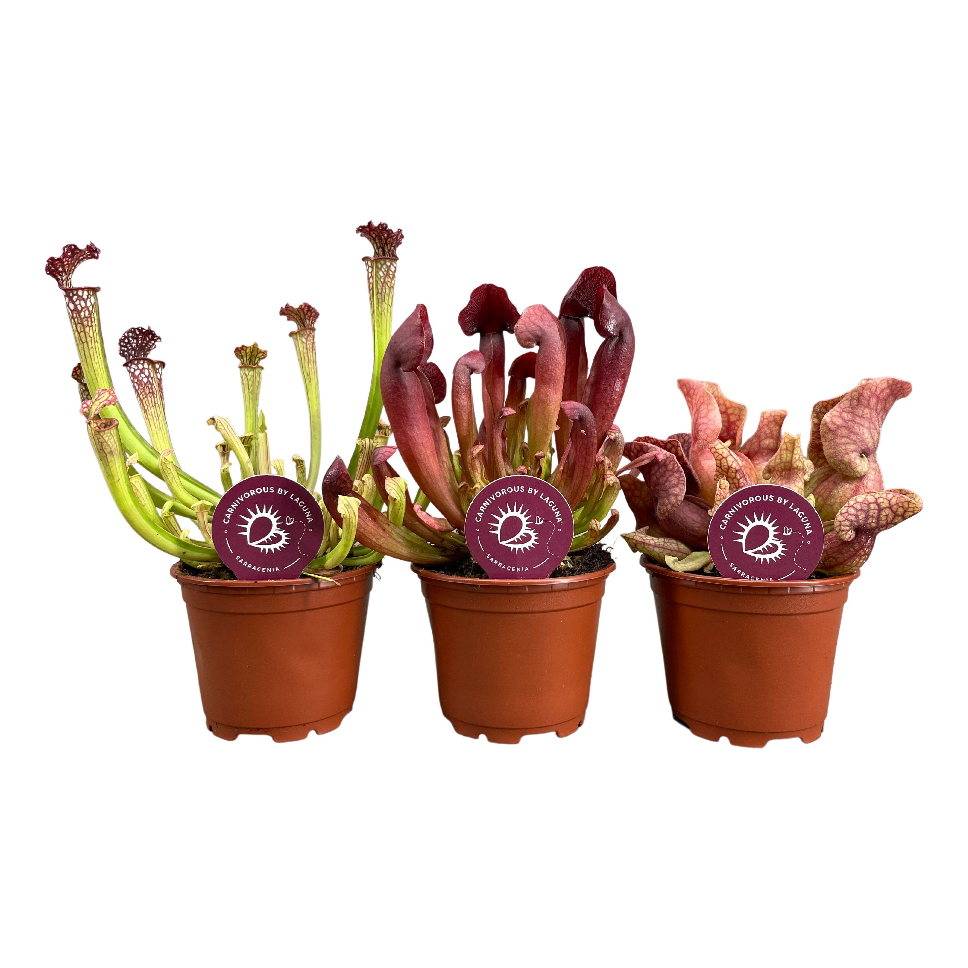 Sarracenia mix 8,5 cm 3 soorten (naar beschikbaarheid), D 8,5