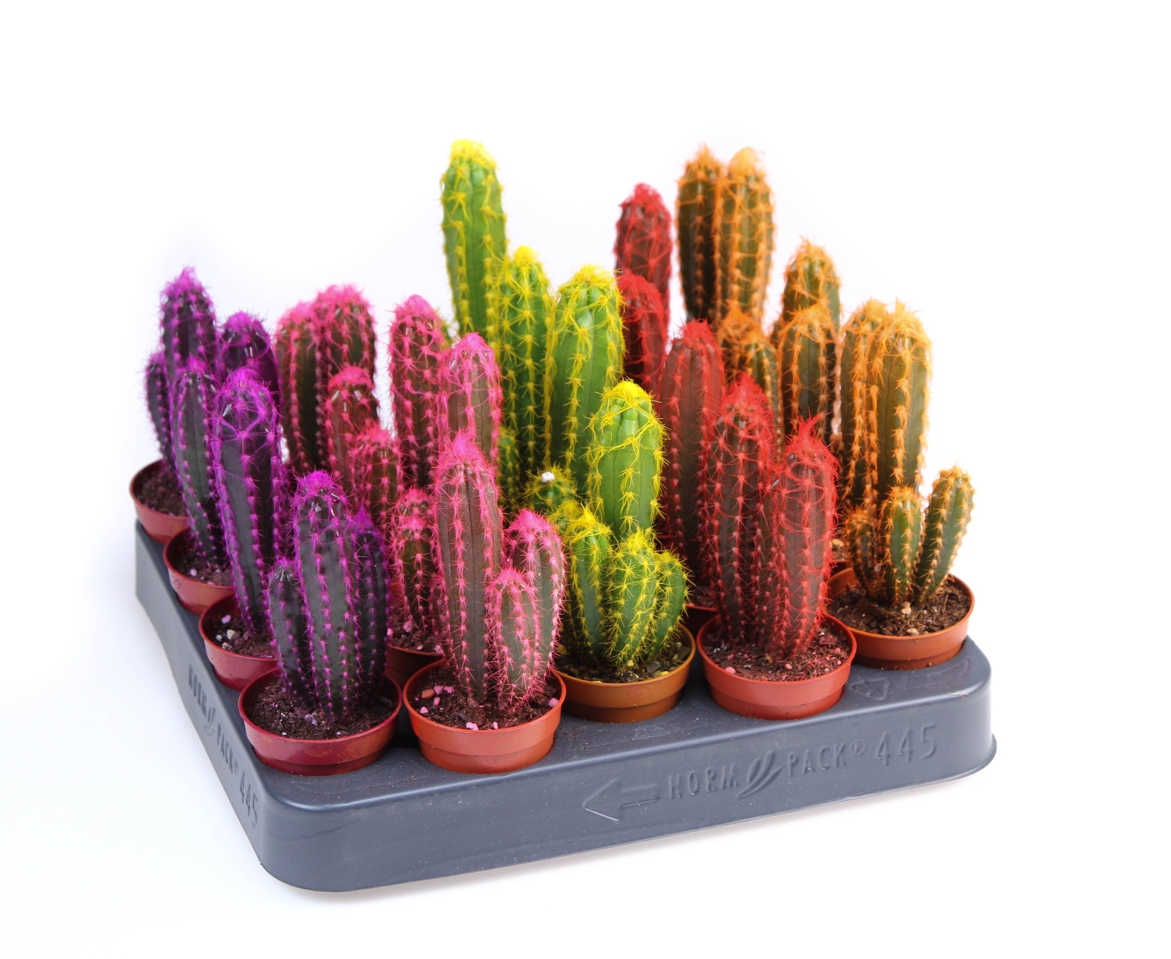 Rainbow cactus zuil mix, D 5,5