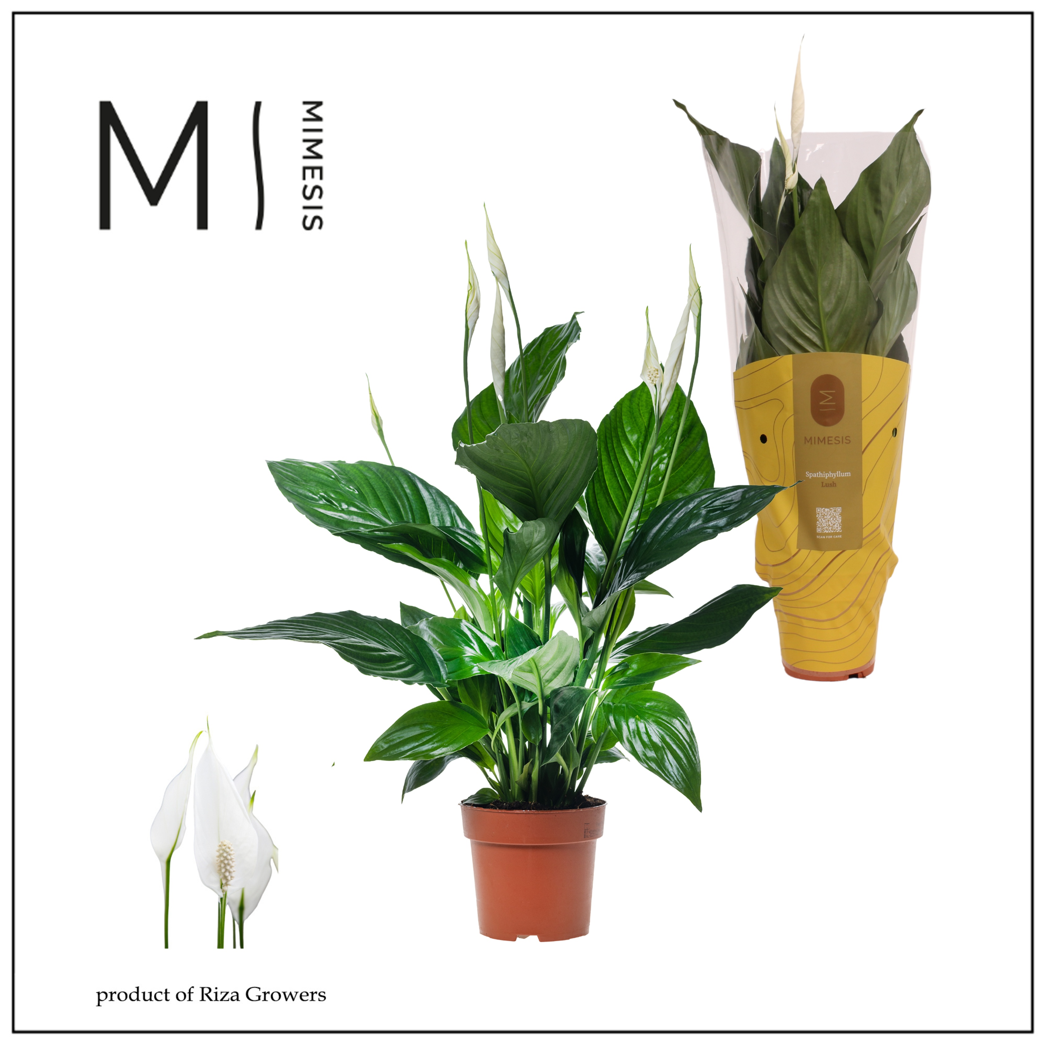 Spathiphyllum Sweet Ricardo rijp - 13cm | Mimesis, D 13