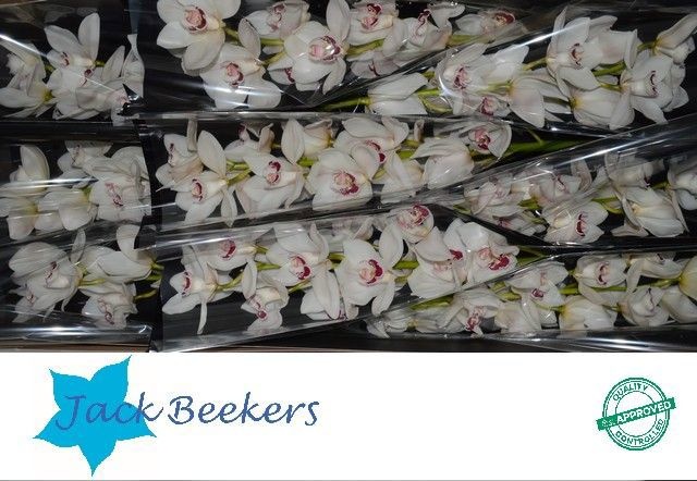 Цимбидиум Мазурка x9 60, шт.