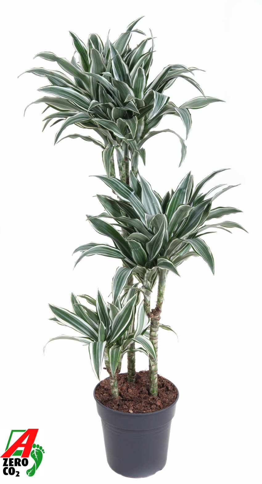 Dracaena White Bird 60-30-15, D 21