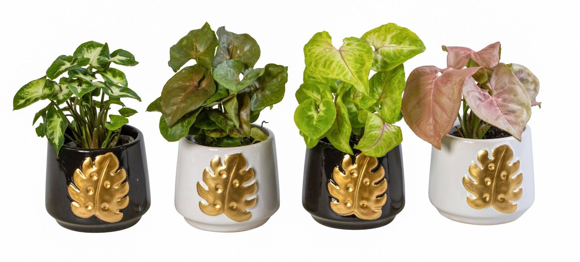 L 66160 With Syngonium Mix 6 cm, D 6