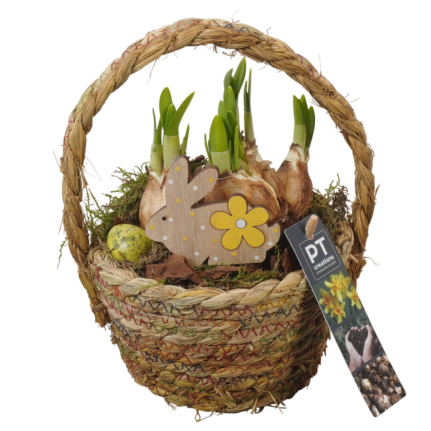 PTNP4451 Arrangement Narcissus Easter in rieten mand, D 15