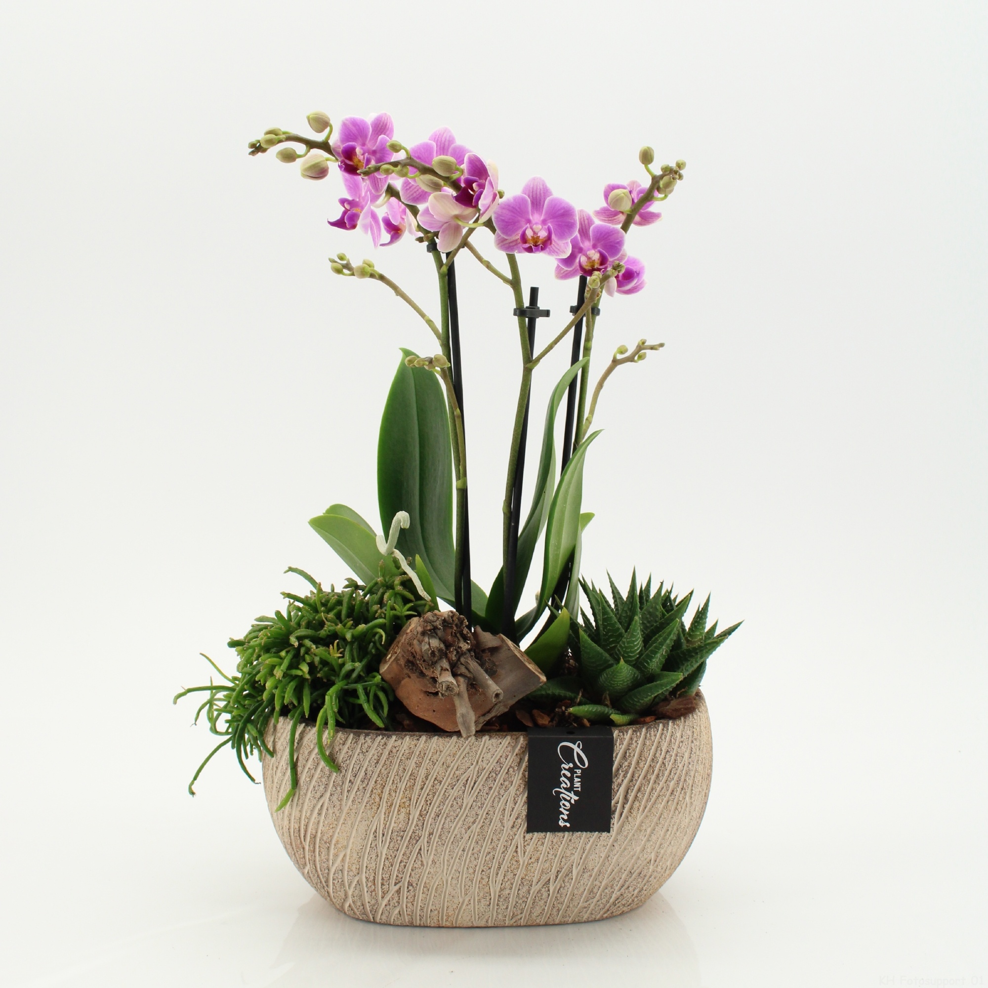 PHAL-2608RZ Phalaenopsis creatie, D 23