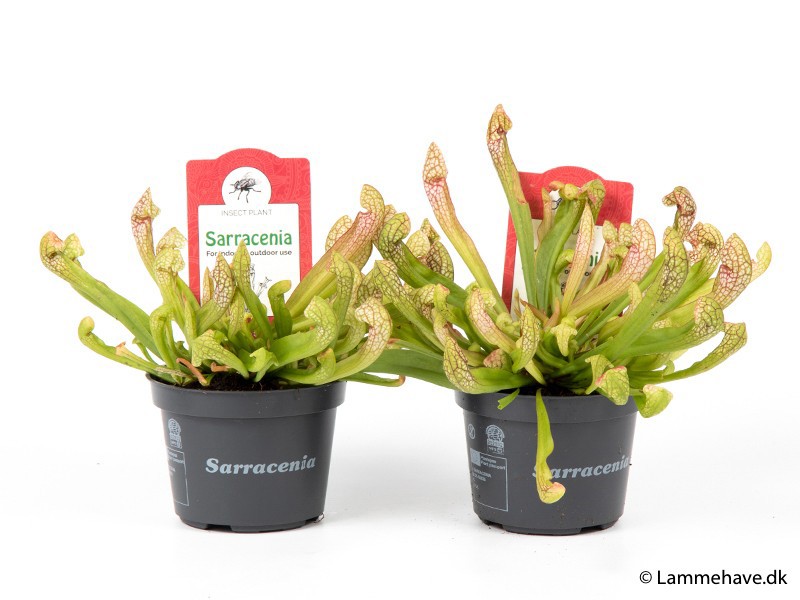 SARRACENIA PSITTACINA 'WRIGLEYANA', D 9