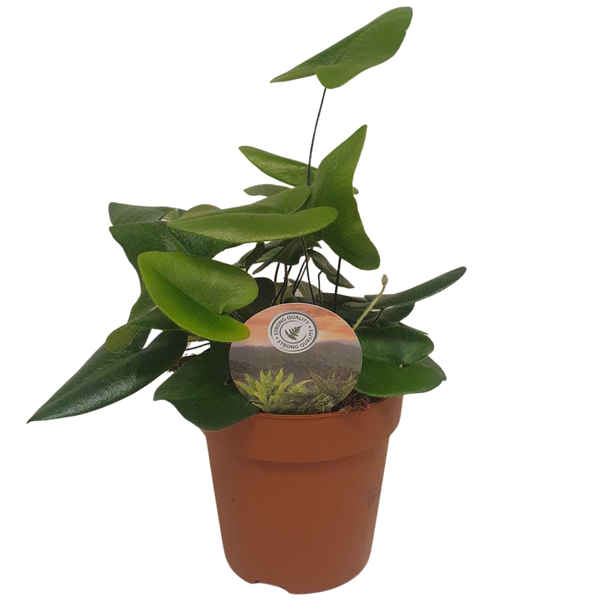 Hemionitis arifolia, D 12