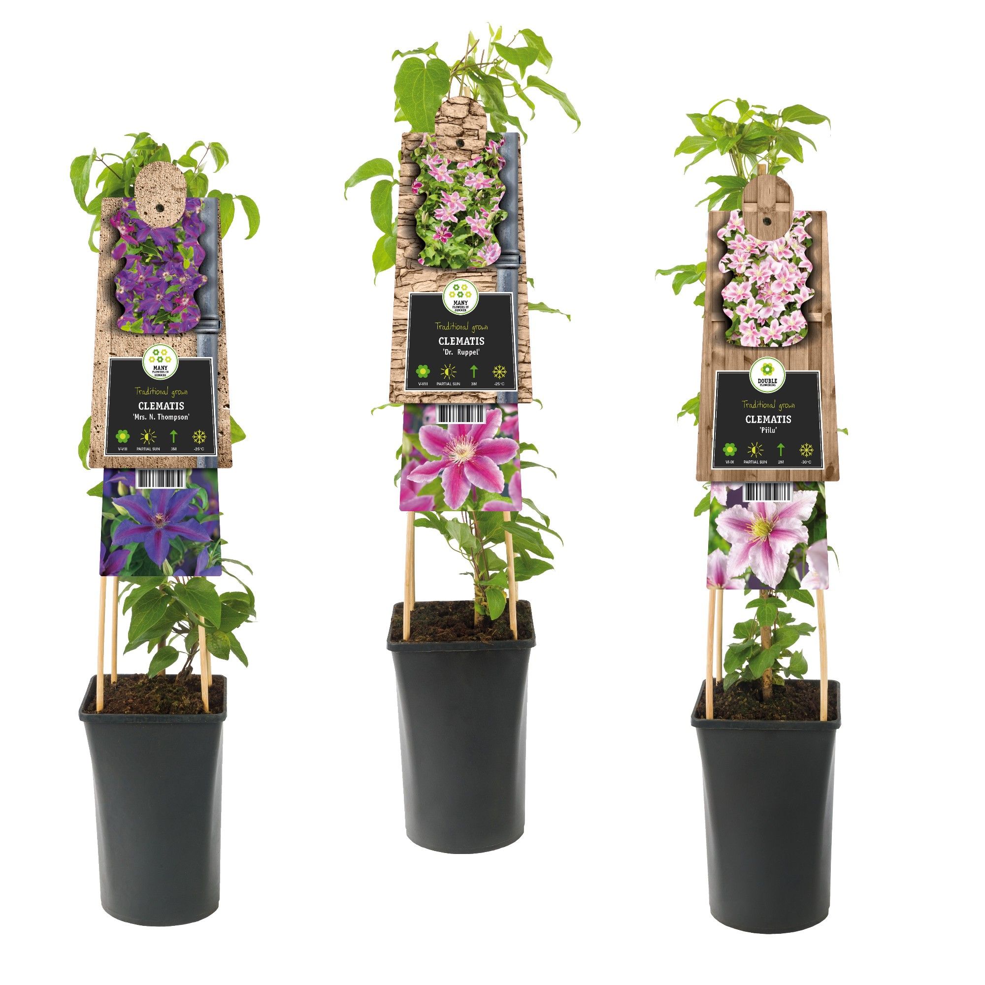 Mixshelf Clematis double colored +3.0 label, D 17