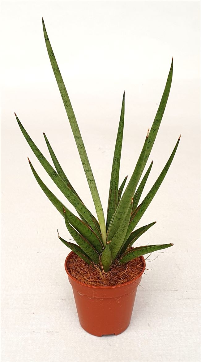 Sansevieria 'Mikado', D 5,5