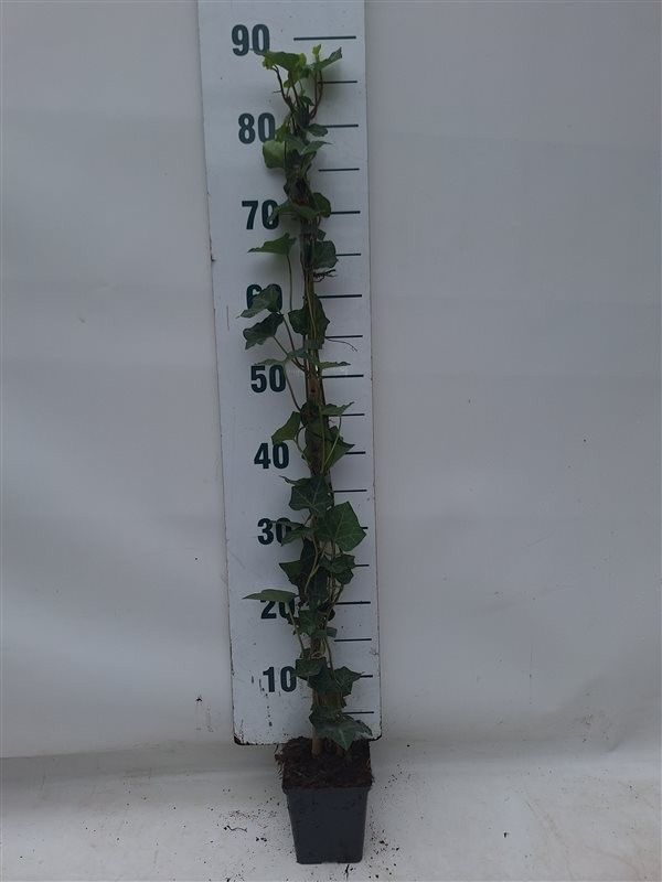 Hedera hibernica 80-100 cm, P11, D 11