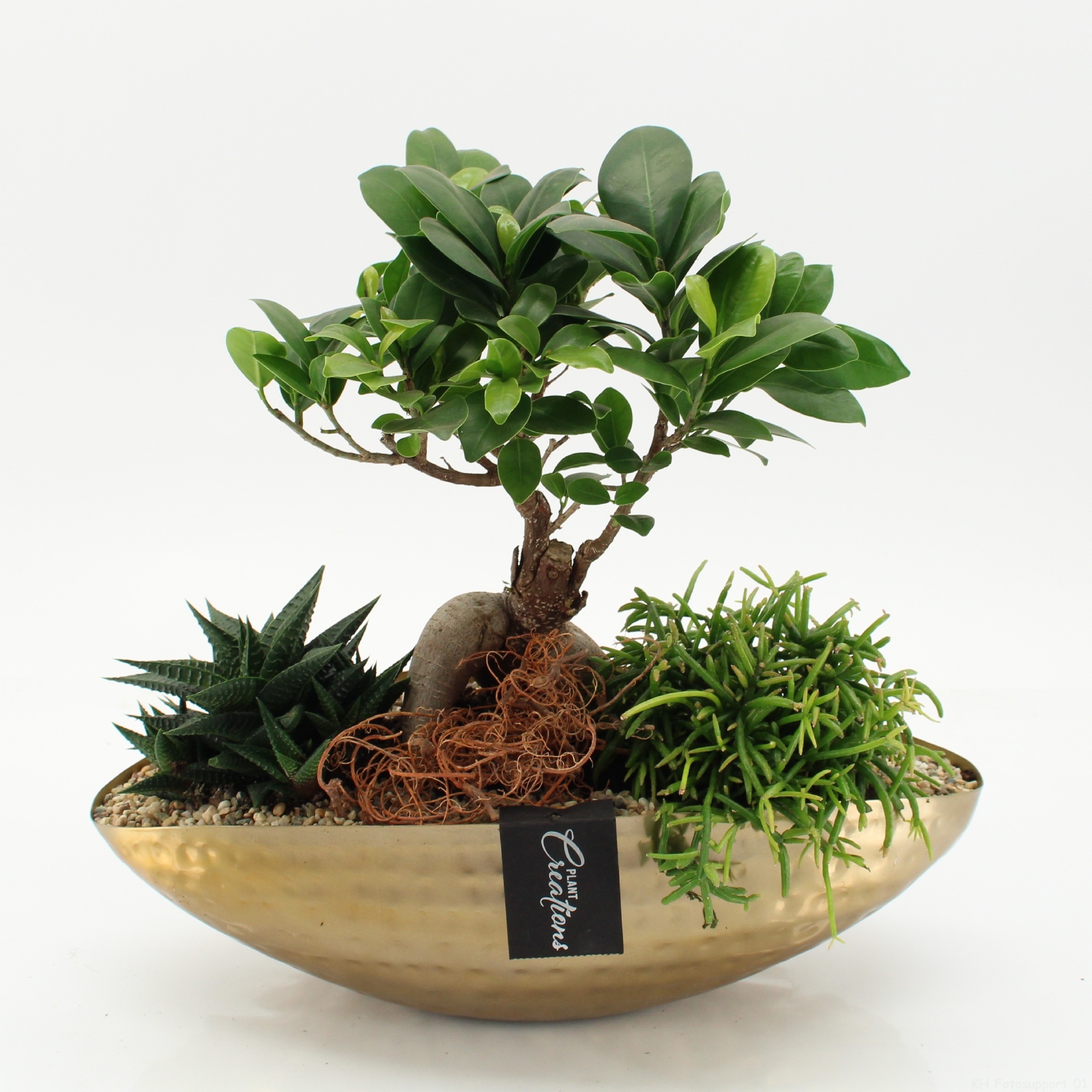 GRCR-2670 Green Essentials, D 35