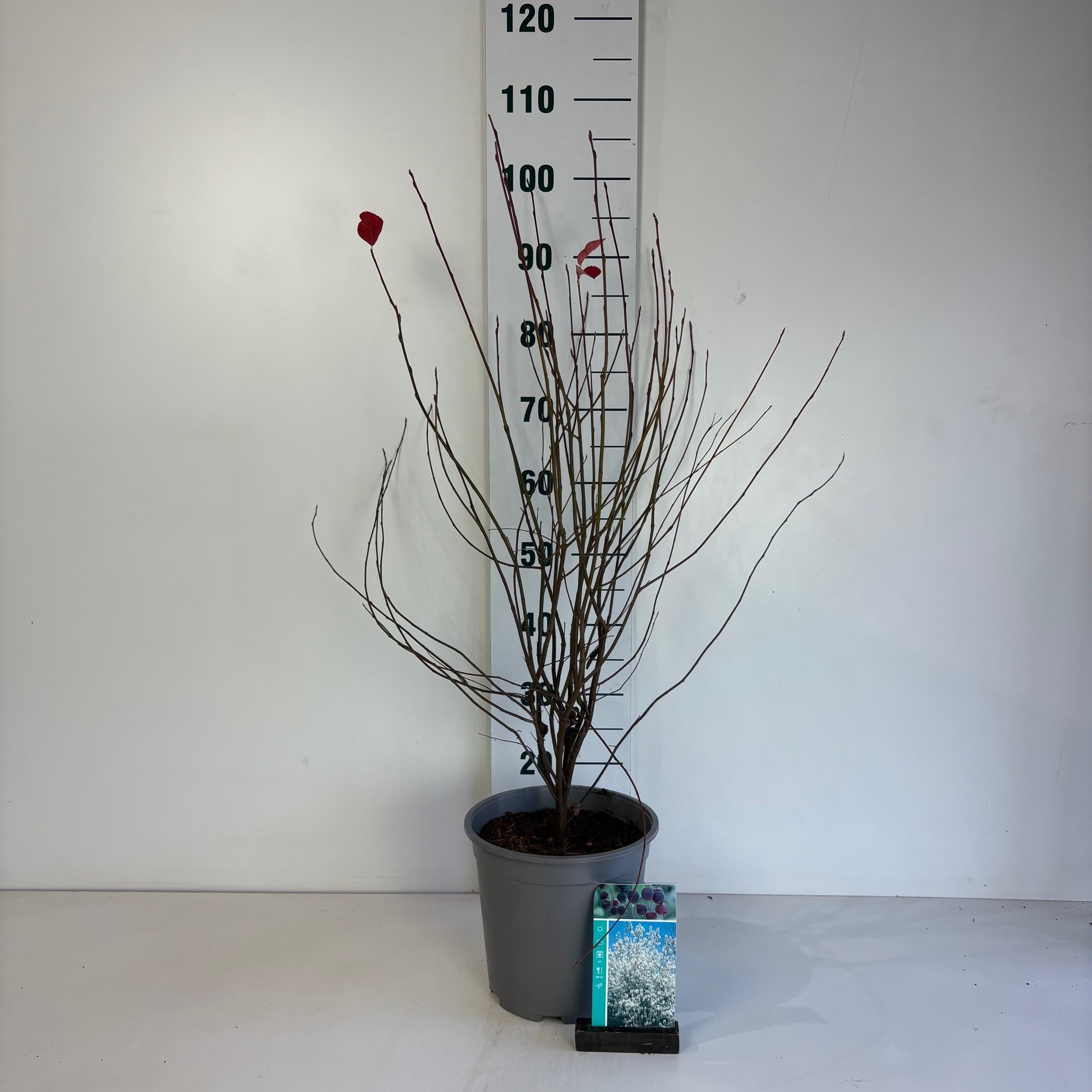 Amelanchier Lamarckii, D 24