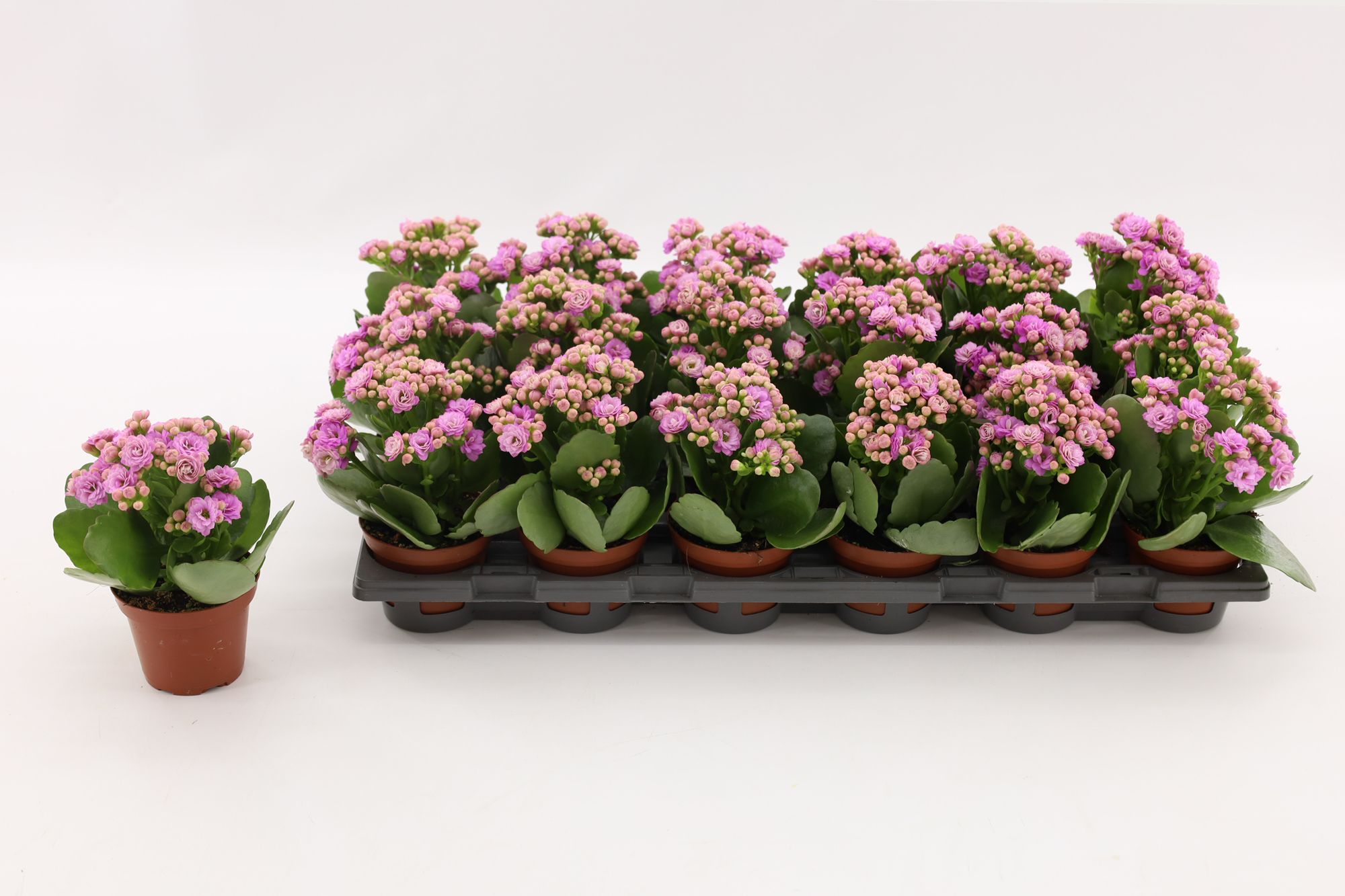 Kalanchoe Double Pink, without sleeve, D 8