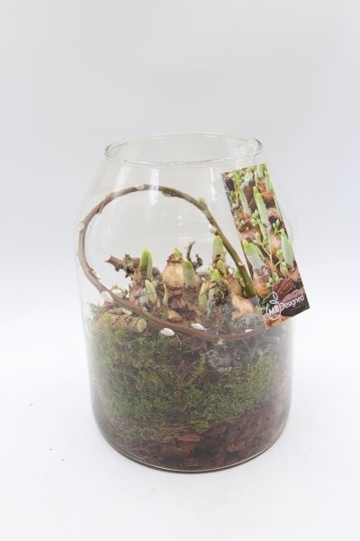 Narcis, vaas Madrid, D 19