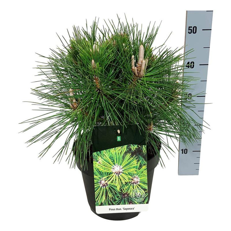Pinus thunbergii 'Sayonara', D 26