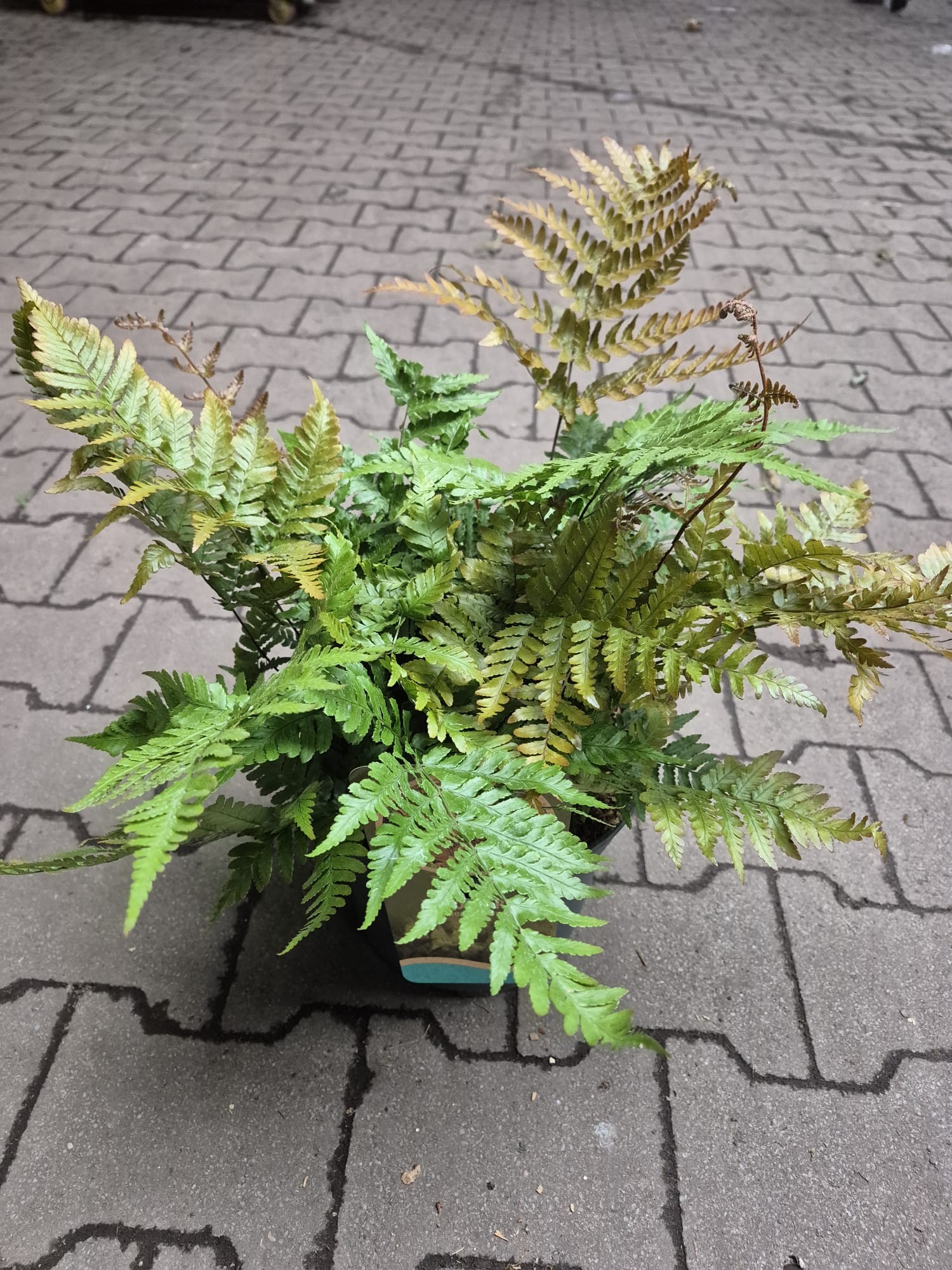 Dryopteris ery. 'Autumn', D 23