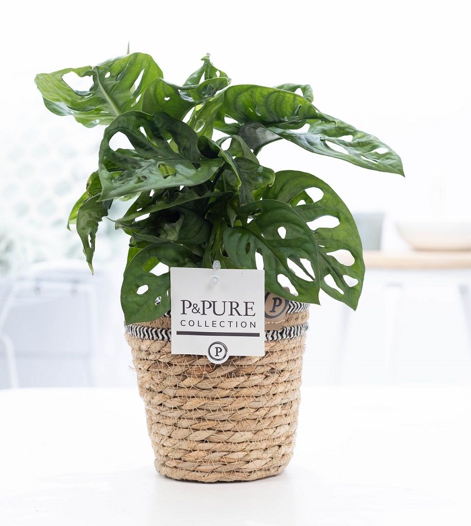 Monstera Adansonii in P&PURE Basket 6, D 12