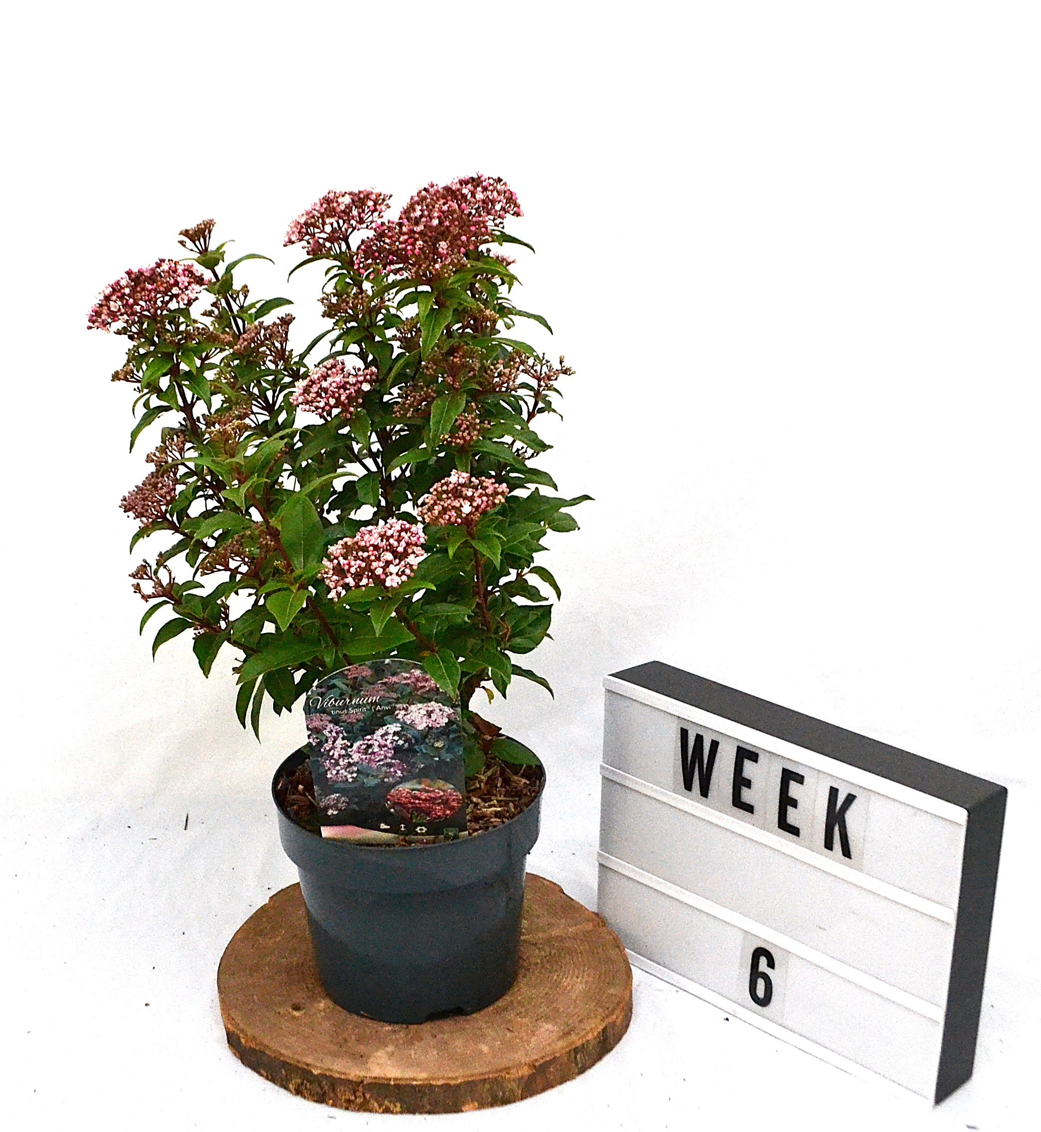 Viburnum tinus Spirit C3, D 19