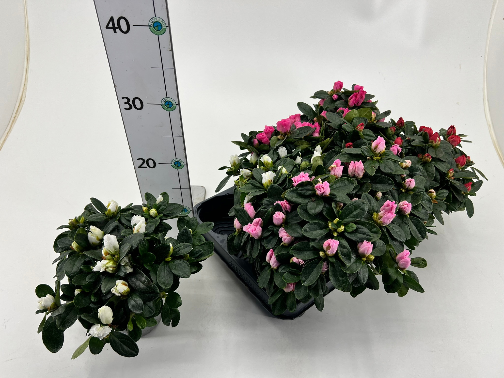 Rhododendron simsii T10,5 Mix, D 10,5