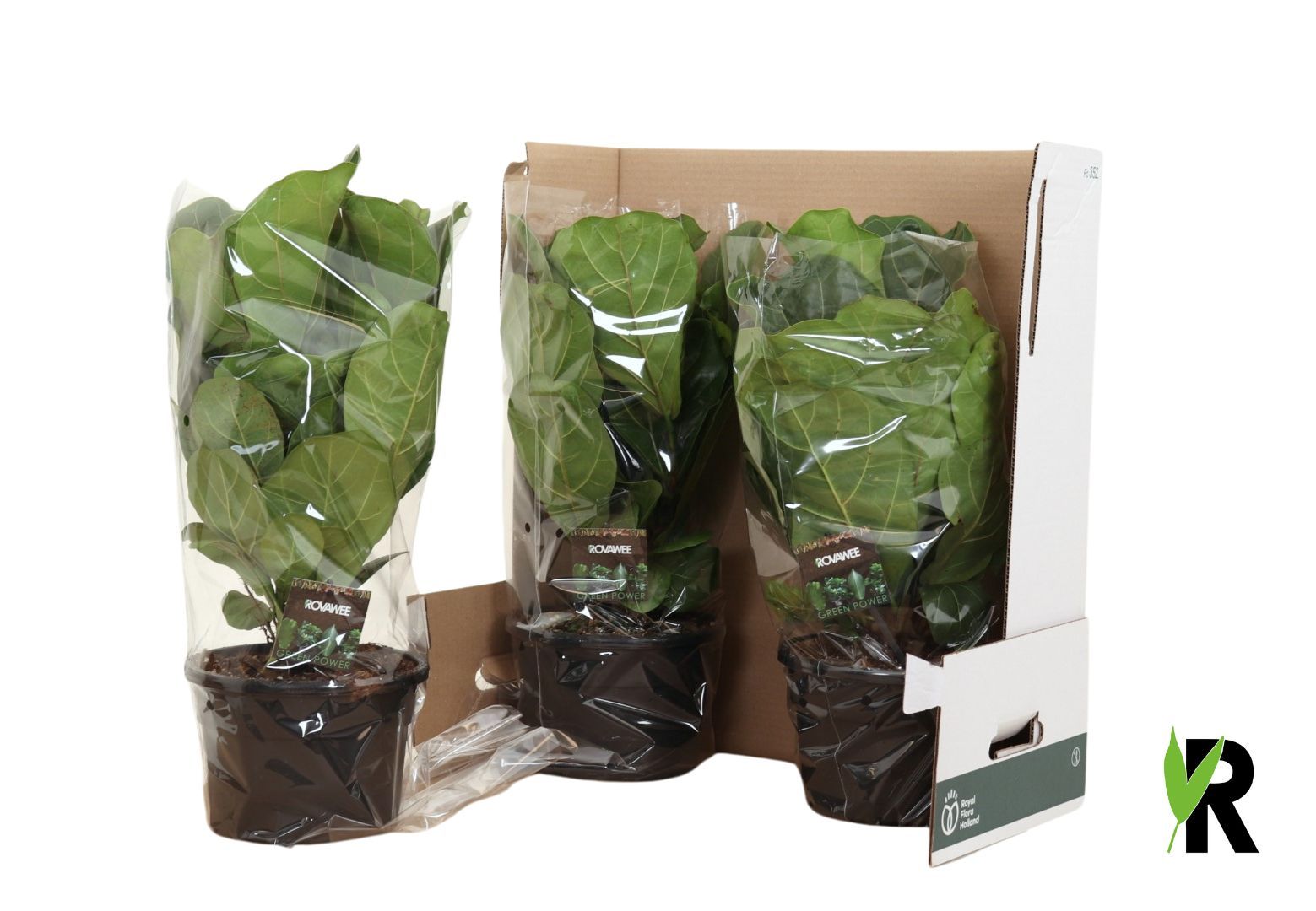 Ficus Lyrata ´Clumb´ in fust 352, D 21