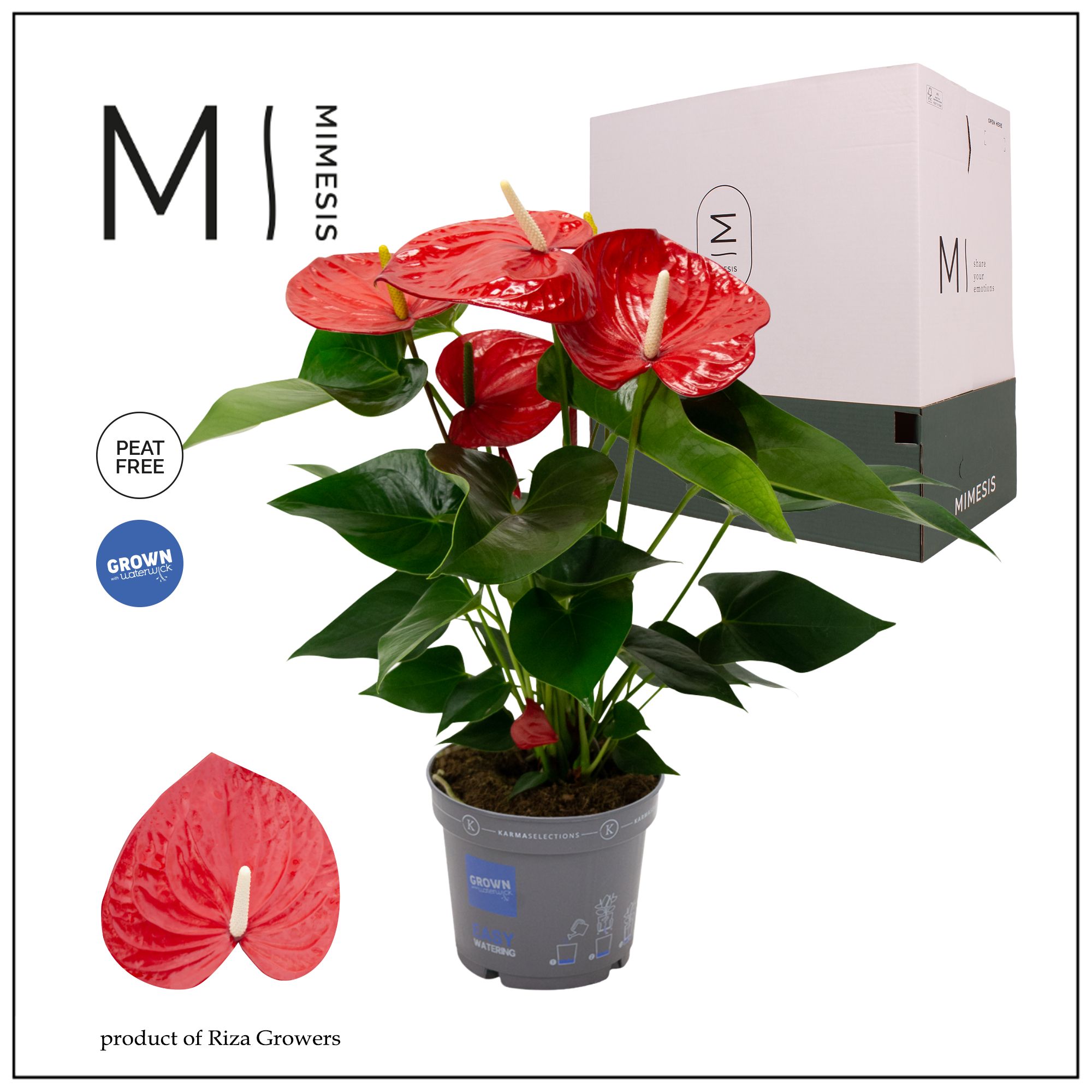 Mimesis Anthurium KARMA Red XXL- 17cm, D 17