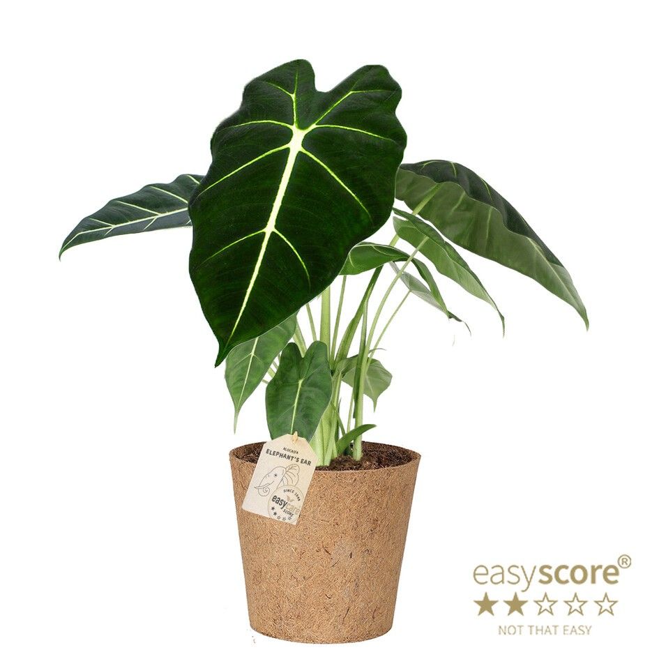 Alocasia Frydek - Cocoz, D 17