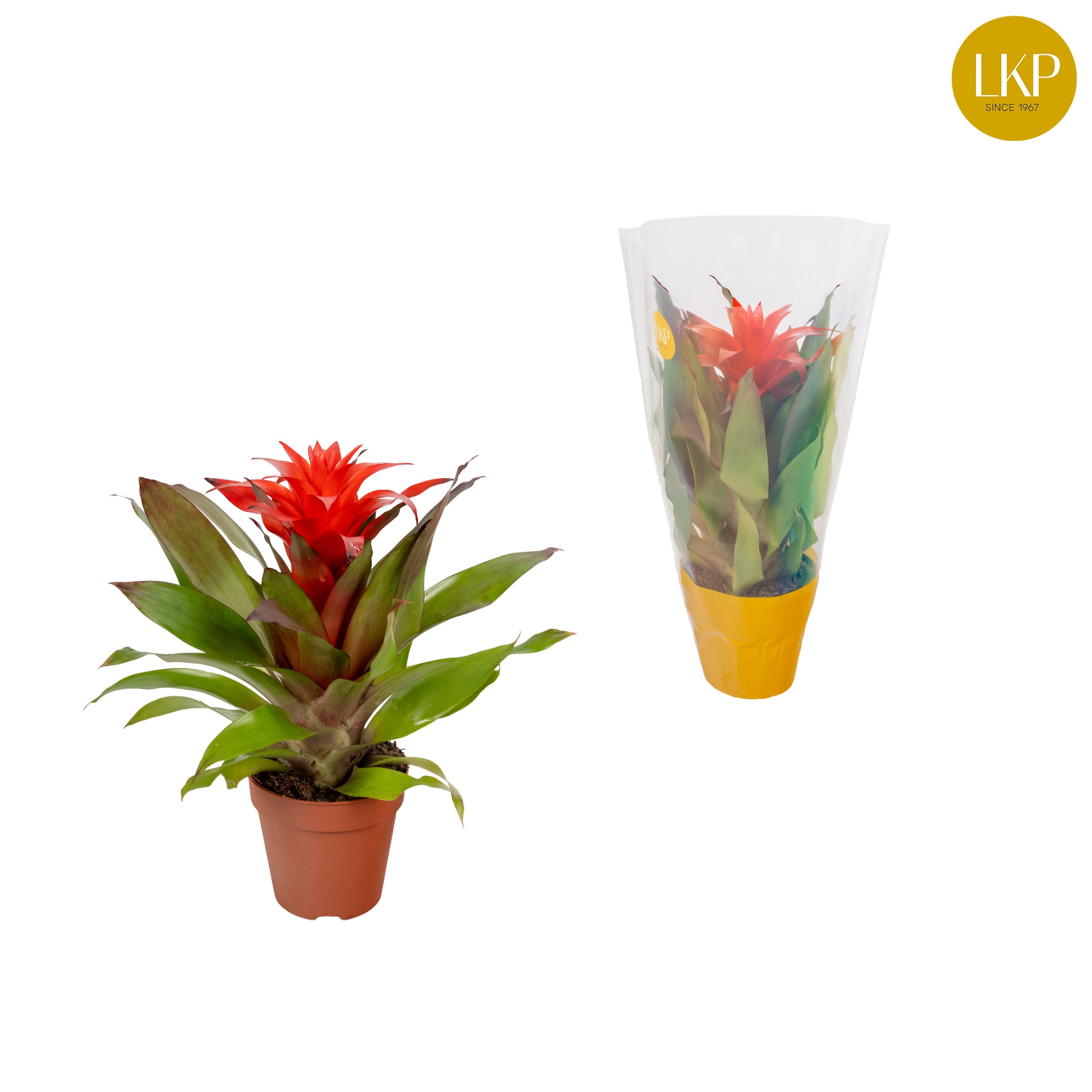 Guzmania Lorena Rood (Met Hoes), D 10,5