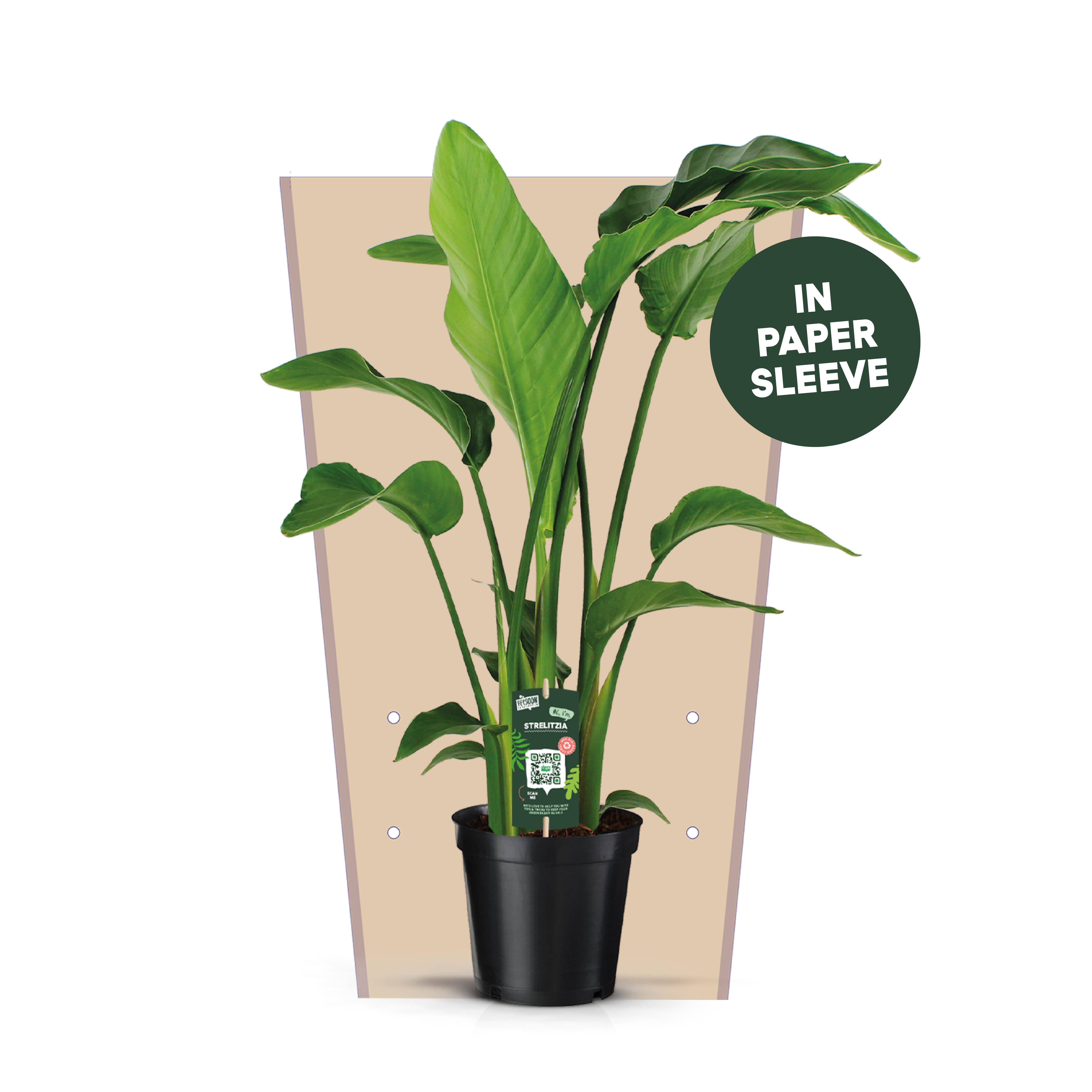 Strelitzia Nicolai 19 3 STEKKEN!, D 19