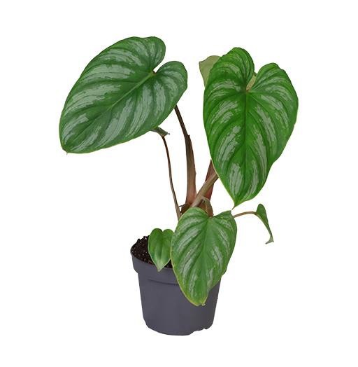 PHILODENDRON-HYBRID 'Equador', D 12
