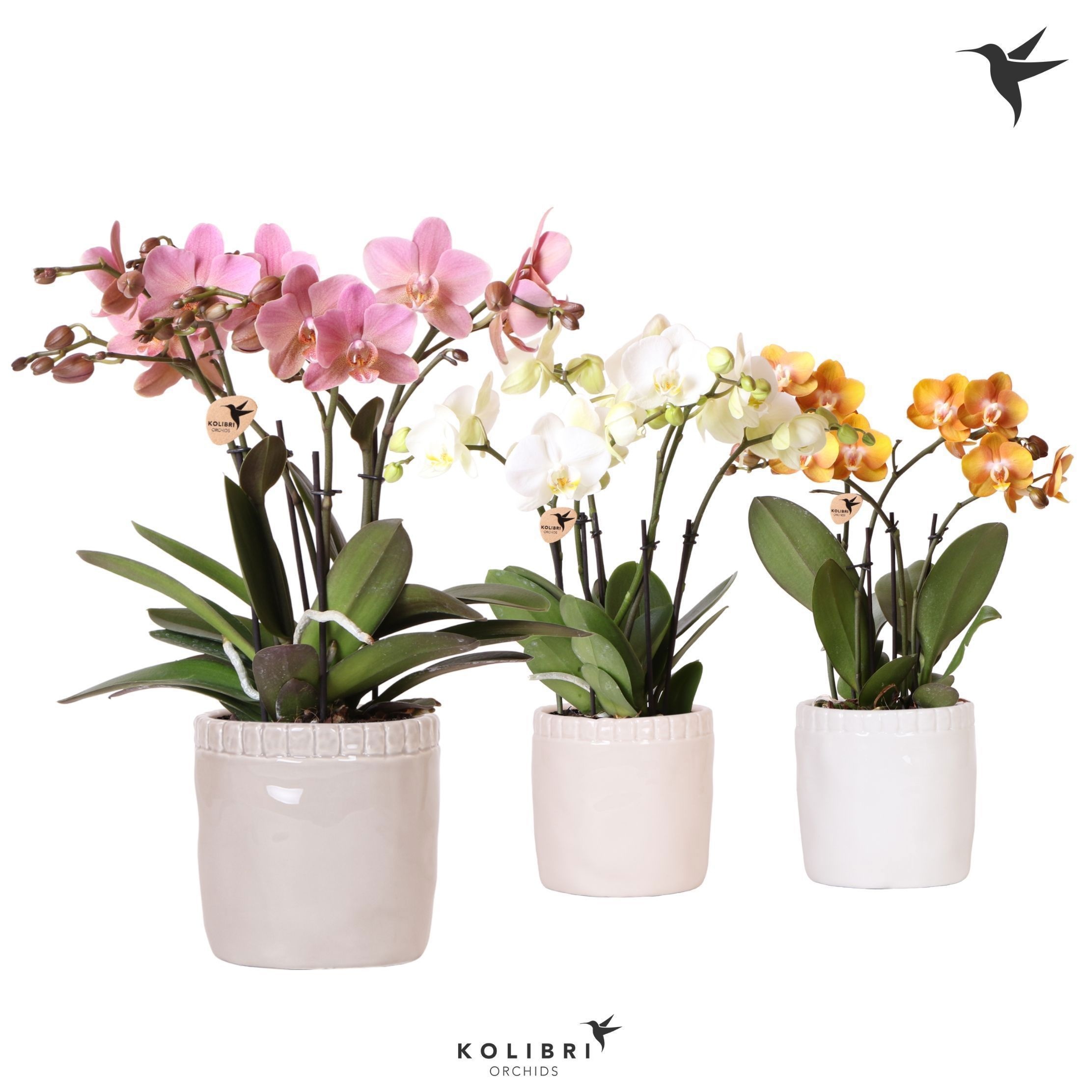 Kolibri Orchids Phalaenopsis Jewel mix in Stones pot mix, D 12
