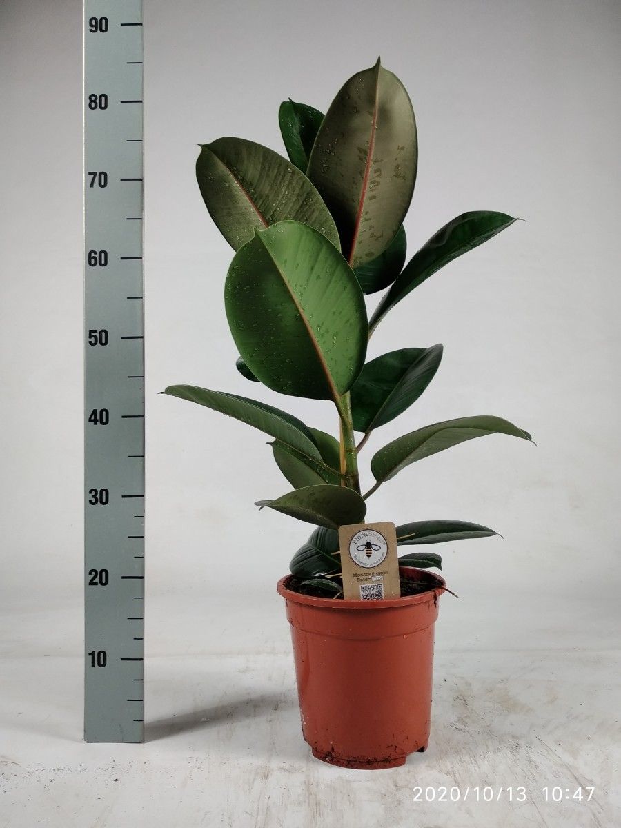 Ficus elastica Robusta 85cm, D 21