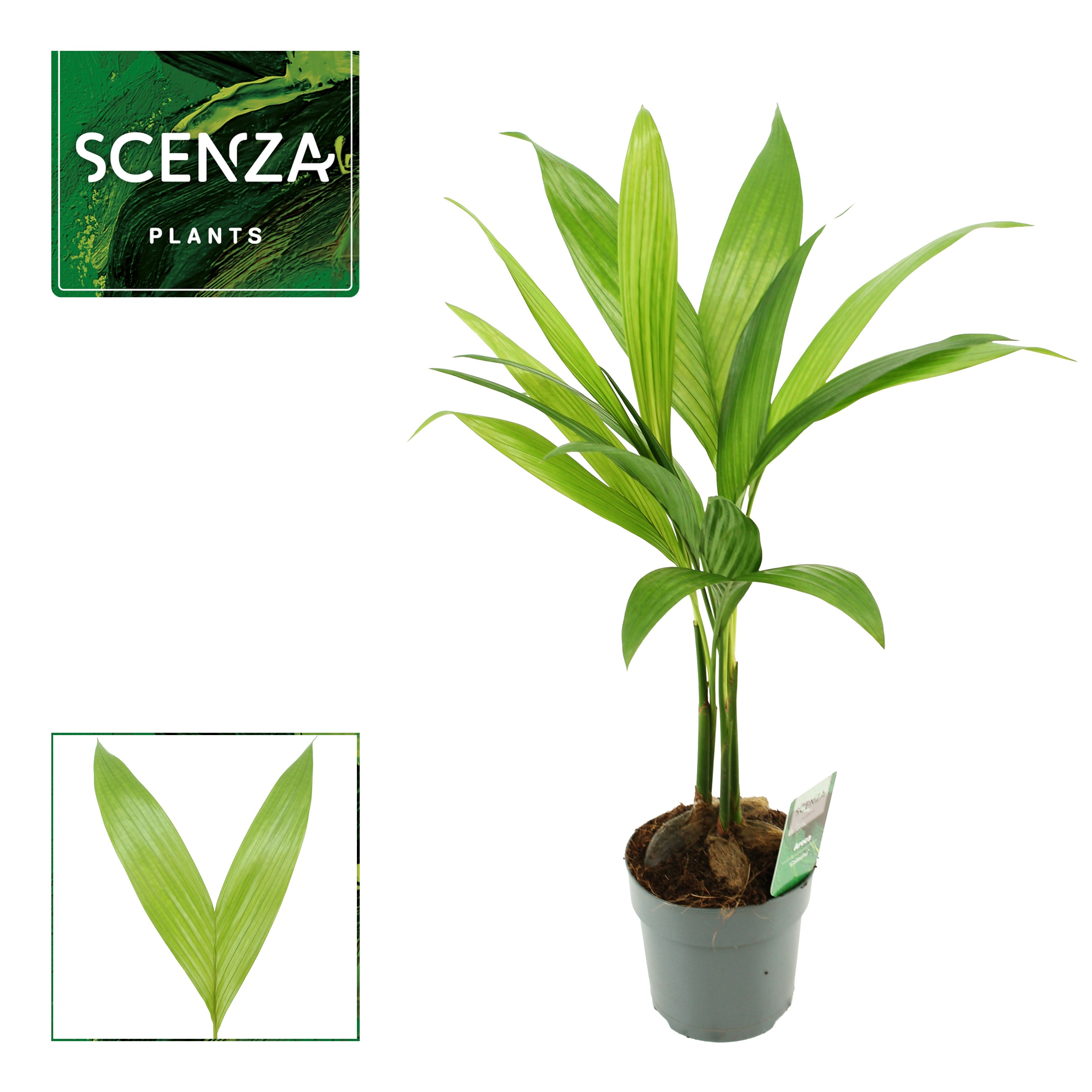 Areca Catechu 12 cm, D 12